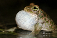 33336 Bufo viridis (Rospo smeraldino)